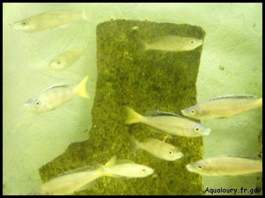 Cyprichromis leptosoma 4
