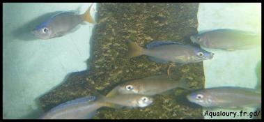 Cyprichromis leptosoma 5