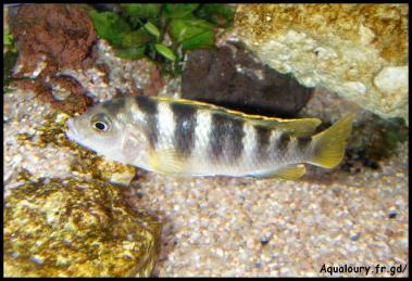 Labidochromis perlmut 2