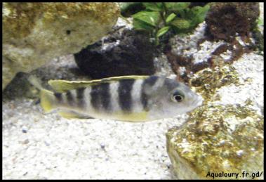 Labidochromis perlmut